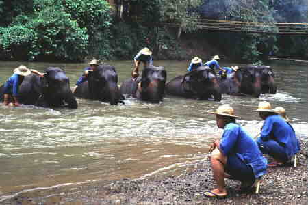 Jumbos bathing in the river.