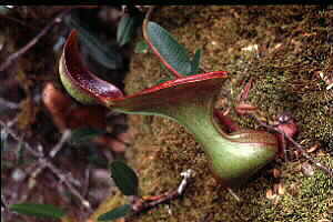 Close-up pix of Nepenthes lowii pitcher