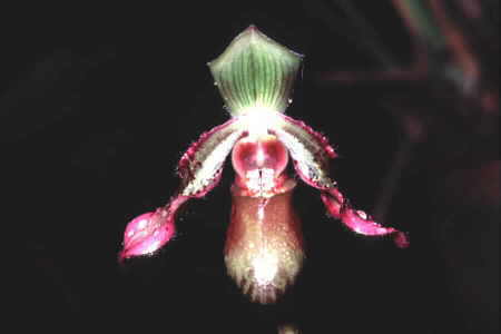 Slipper Orchid.