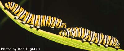 Monarch Butterfly Larvae