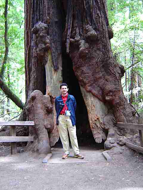 Parco delle sequoie presso San Francisco-California-USA-luglio 2004