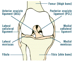 Anterior Cruciate Ligament