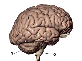 brain stem definition