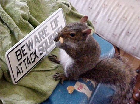 Beware Mr. Peepers, Attack Squirrel Extraordinaire!