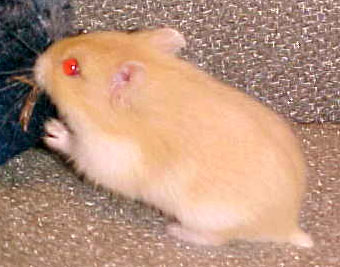 beige hamster