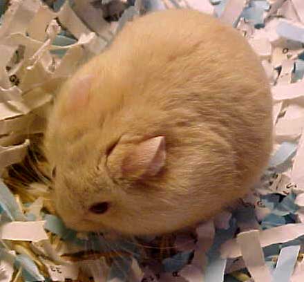 dark beige female dwarf hamster