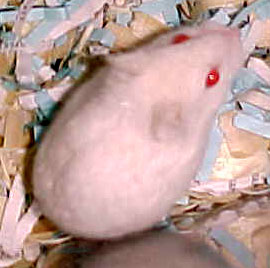 red eyed white hamster
