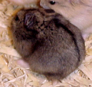 Umbrous Normal dwarf hamster