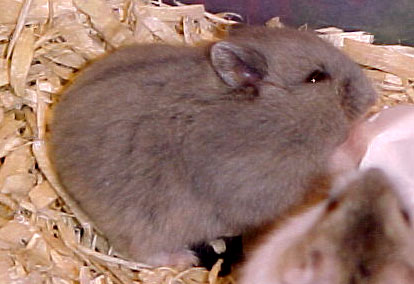 Umbrous opal dwarf hamster