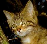Baby European Forest Cat-Wylde Cat Kit Image