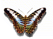 Fay's Butterfly/ani-image