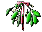 mistletoe image