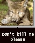 wolf pup/cub