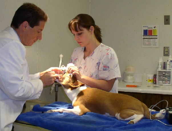 Entubating the dog