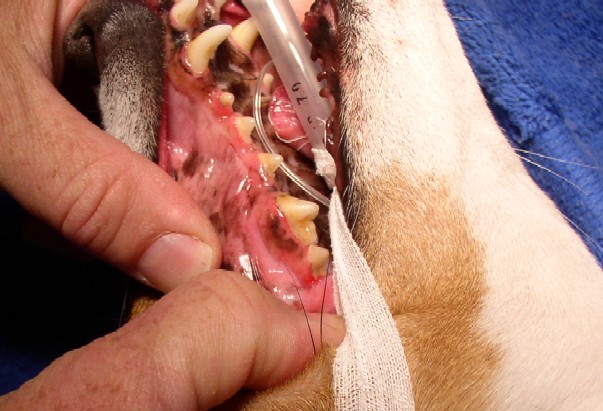 Tartar evident on teeth