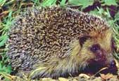Protect hedgehogs!