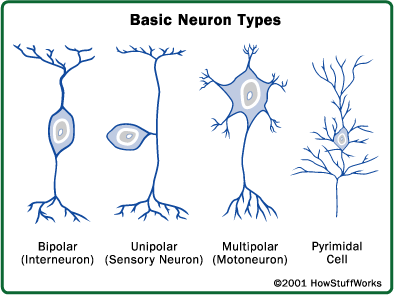 how many neuron connections in the brain for different species