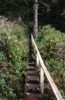 steps carved into a red cedar on a trail