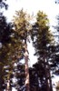 tall Douglas firs