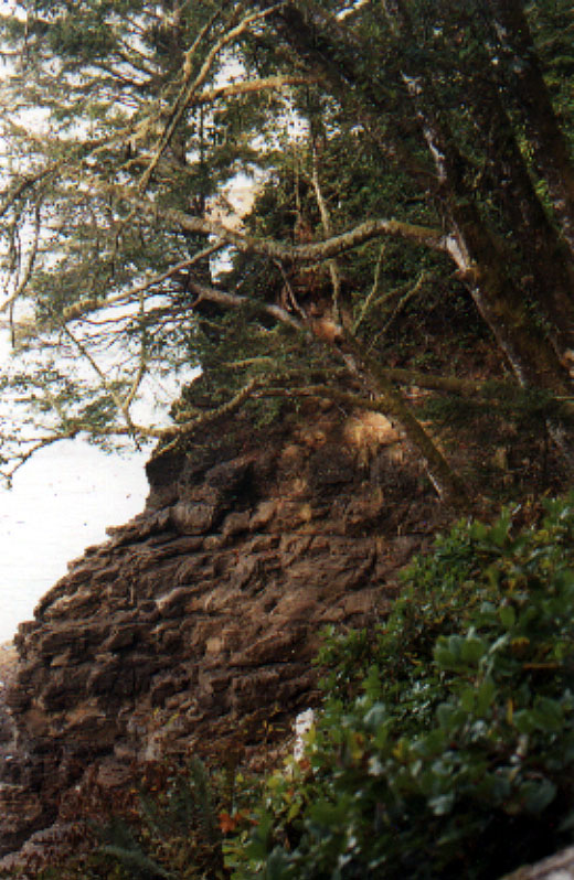 red cedar over hangs the cliff