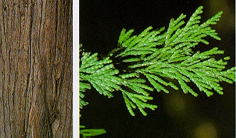 bark and leaf of red cedar