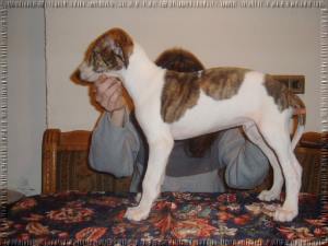 Greyhound Welpen