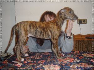Greyhound Welpen