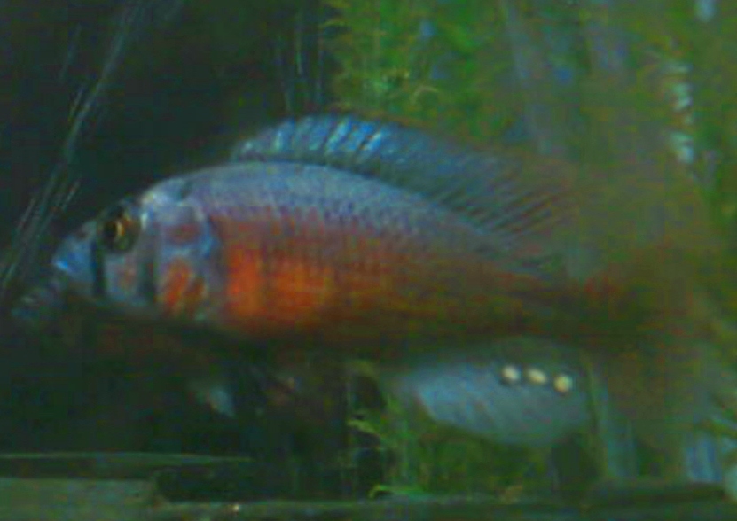 Haplochromis Limax "Flameback"