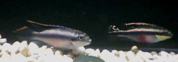 Pelvicachromis pulcher "Kribensis"