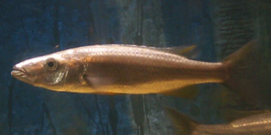 Ramphochromis Macropthalmus "The Barracuda"