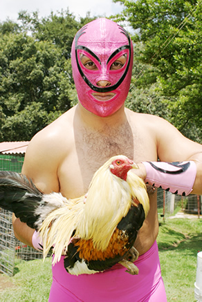 gallo_palenque.jpg