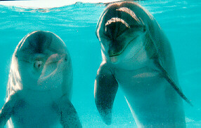 Dolphin Links