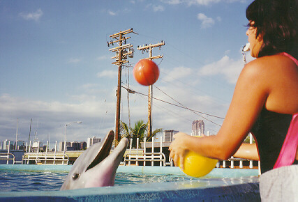 Juggling Dolphin