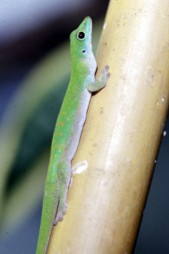 Phelsuma Astriata Semicarinata