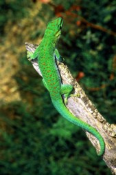 Phelsuma Boehmei