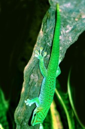 Phelsuma Boehmei