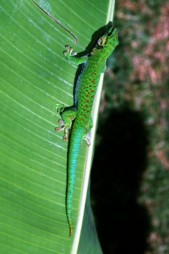 Phelsuma Boehmei