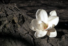 White Flower Thumbnail