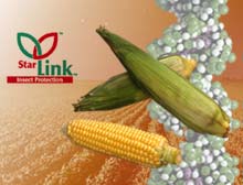 Corn seed found contaminated with GM corn