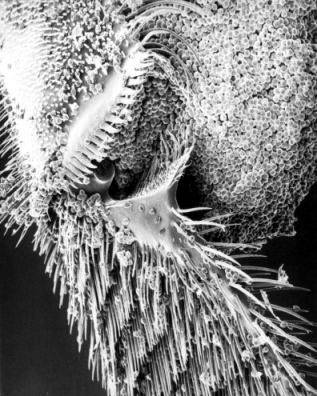 Figure b) A scanning electron microscopic enlargement of the hind leg of a honeybee with the pollen pellet on the outside (photo courtesy of R.C. Davis). The bottom section of the leg consists of the pollen brush. The joint between the leg segments serves to compact the pollen and push it to the outside, thus forming the typical pollen pellet.