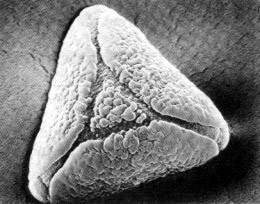 Eucalyptus sp., scanning electron microscope (SEM)