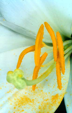 Close up of a lily flower. The anthers (large yellow structures) release pollen in such abundance that it falls onto the petals. Note also the pollen grains adhering to the stigma surface. (Photo courtesy of F.Intoppa)