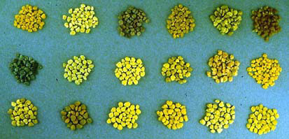 Different coloured pollen pellets collected by honeybees (Photo courtesy of F. Intoppa)