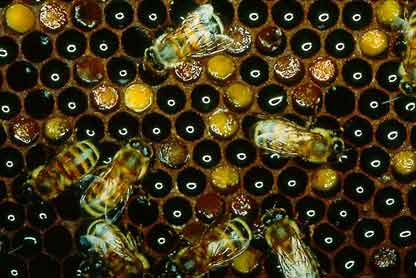  Beebread, fermented pollen, is stored in open cells (lighter cells).