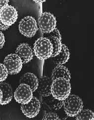 polen no microscopio