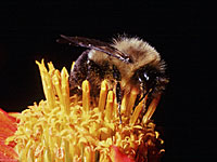 abelha coletando polen