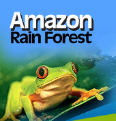 Amazonian Frog