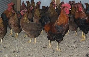 These are Welsummers, a very old dark egg laying breed.