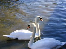�d�e�W���դ��Z
Swams swimming on the River Cam