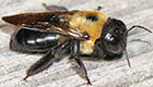 An image of a carpenter bee